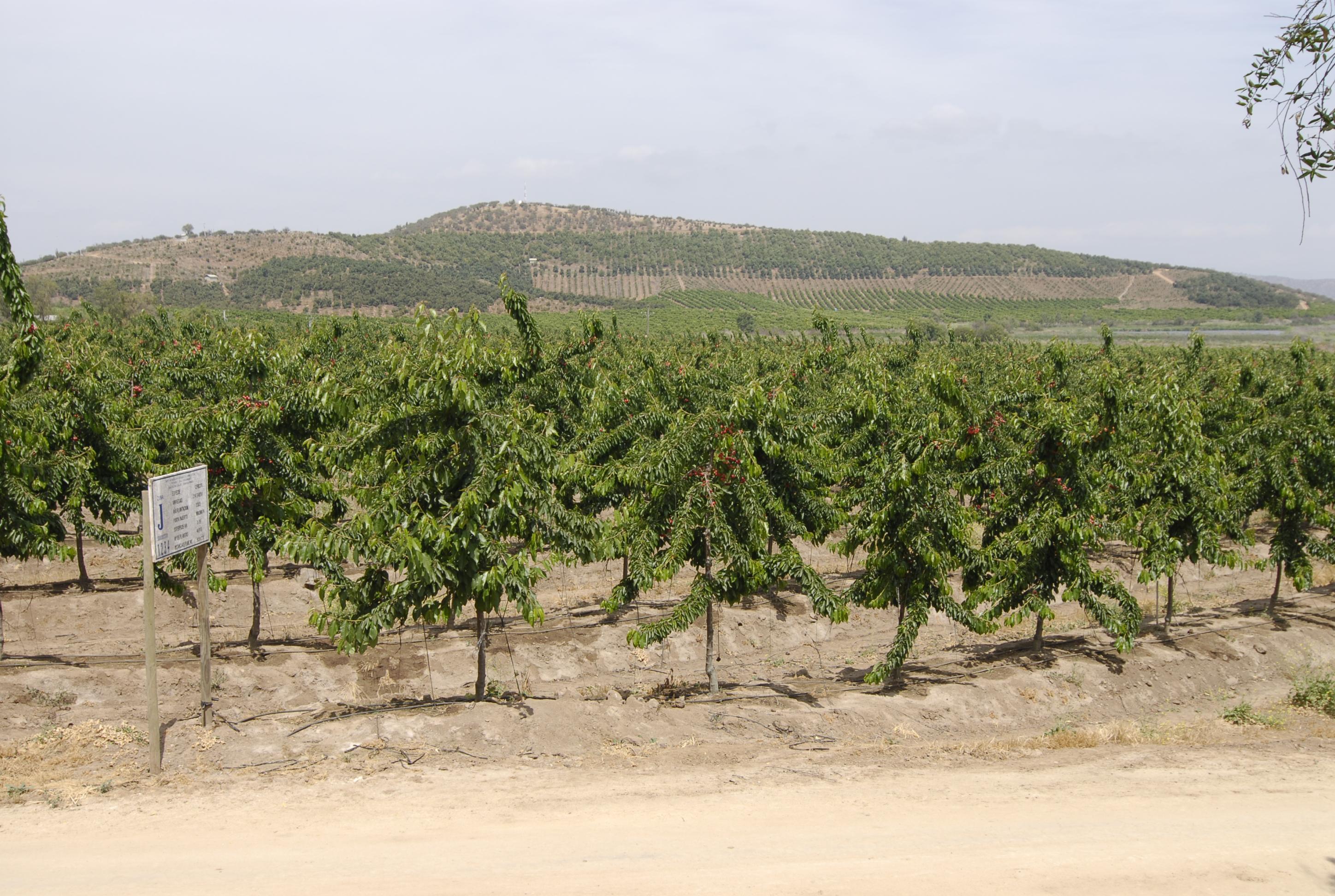 LOMAS BALUARTE